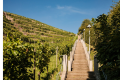 Sächsischer Weinwanderweg