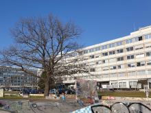 shoetree Graffiti Dresden