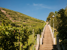 Sächsischer Weinwanderweg