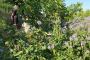 stadtgarten dresden urban gardening gemeinschaftsgarten